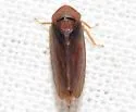 Macropsis basalis - photo 2