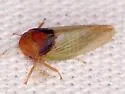 Macropsis basalis - photo 3