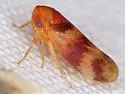Macropsis basalis - photo 4