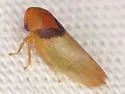 Macropsis basalis - photo 5