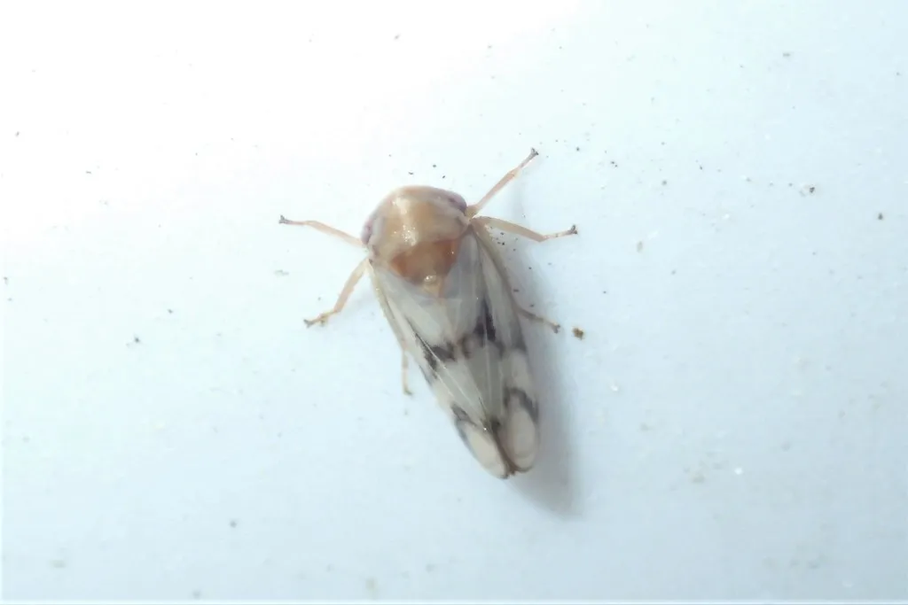 Macropsis bifasciata - photo 2