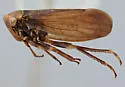Macropsis borealis