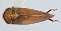 Macropsis borealis - photo 2