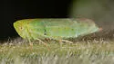 Macropsis canadensis