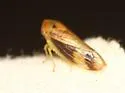 Macropsis cinerea