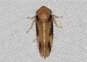 Macropsis cinerea - photo 2