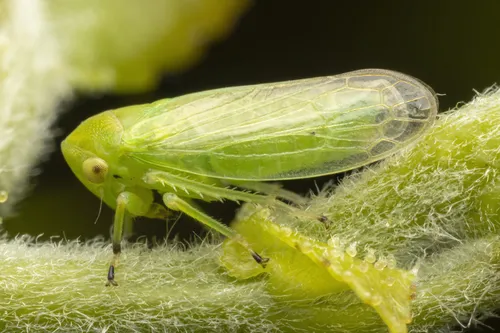 Macropsis decisa
