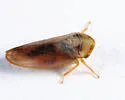 Macropsis deviridis