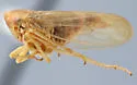Macropsis deviridis - photo 2