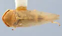 Macropsis deviridis - photo 3