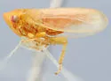Macropsis deviridis - photo 4