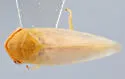Macropsis deviridis - photo 5