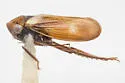 Macropsis dixiensis