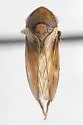 Macropsis dixiensis - photo 2