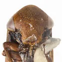 Macropsis dixiensis - photo 3