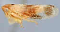 Macropsis feminis