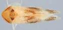 Macropsis feminis - photo 2