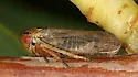 Macropsis ferrugineoides