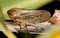 Macropsis ferrugineoides - photo 2