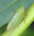 Macropsis ferrugineoides - photo 3