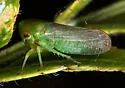 Honeylocust Leafhopper