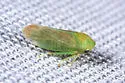 Honeylocust Leafhopper - photo 2