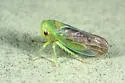 Honeylocust Leafhopper - photo 3