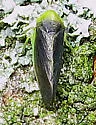 Honeylocust Leafhopper - photo 4