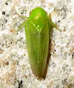 Honeylocust Leafhopper - photo 5