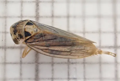 Macropsis fuscula - Macropsis fuscula