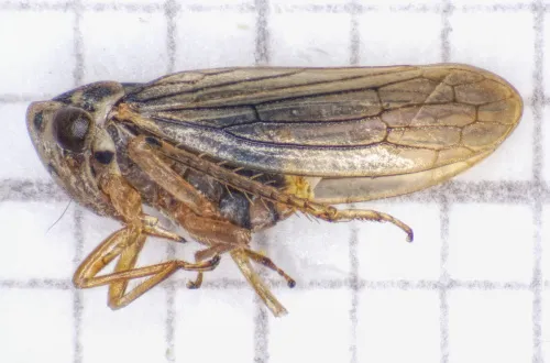 Macropsis fuscula - photo 2