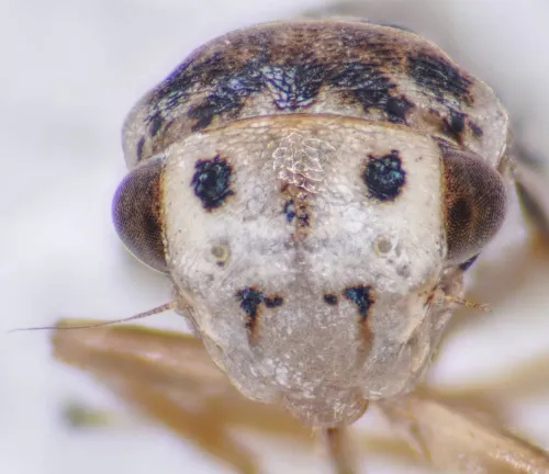 Macropsis fuscula - photo 3