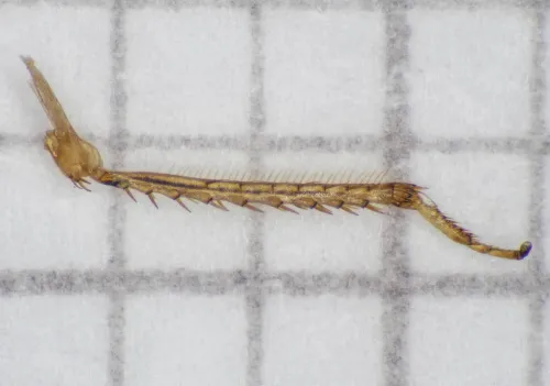 Macropsis fuscula - photo 4