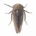 Macropsis gerhardi - photo 3