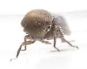 Macropsis gerhardi - photo 4