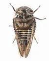 Macropsis gerhardi - photo 5