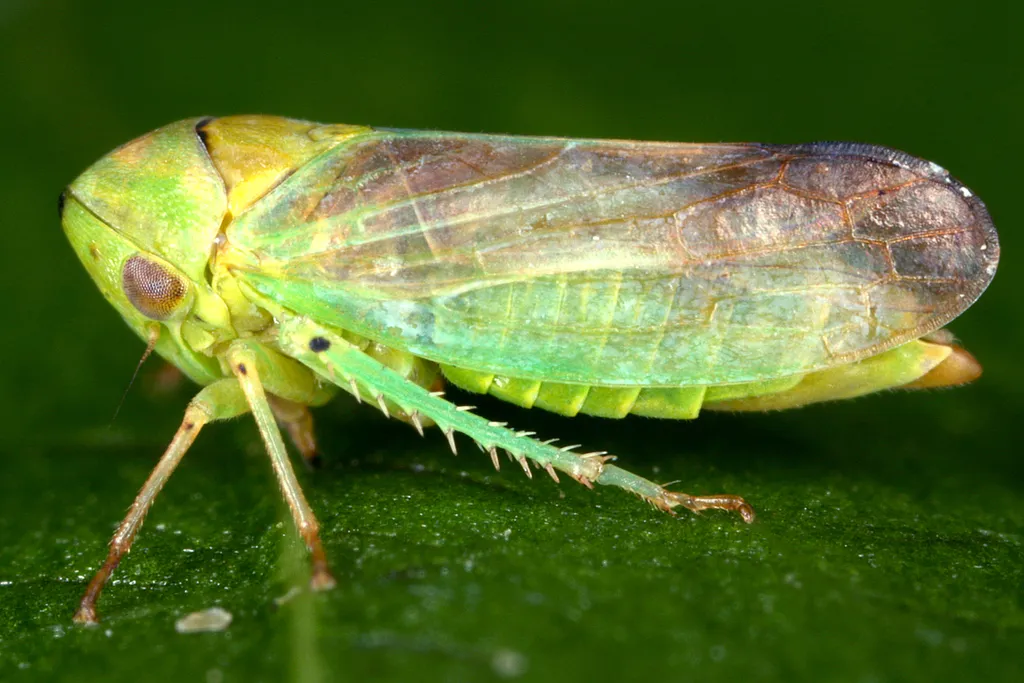 Macropsis graminea - photo 2
