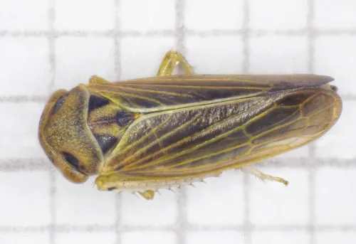 Macropsis infuscata - Macropsis infuscata