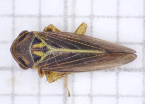 Macropsis infuscata - photo 2