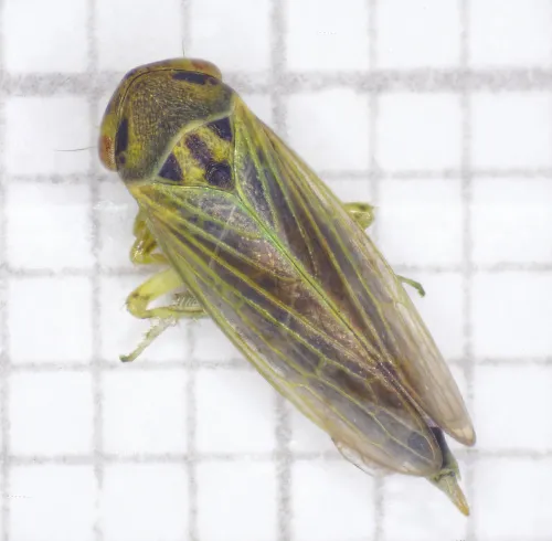 Macropsis infuscata - photo 3