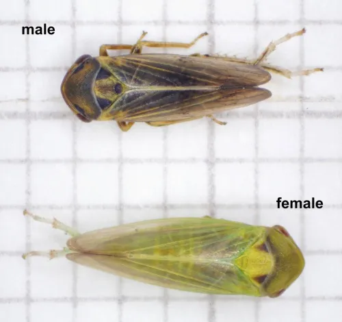 Macropsis infuscata - photo 4