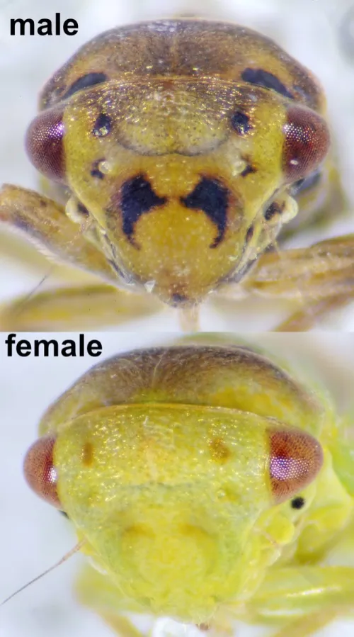 Macropsis infuscata - photo 5