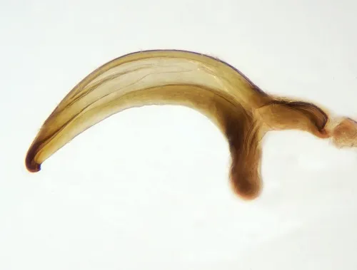Macropsis infuscata - photo 6