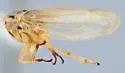 Macropsis inversalis