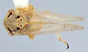 Macropsis inversalis - photo 2