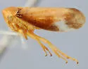 Macropsis jocosa