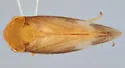 Macropsis jocosa - photo 2