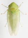 Macropsis mendax - Macropsis mendax