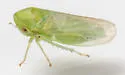 Macropsis mendax - photo 2