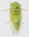 Macropsis mendax - photo 3